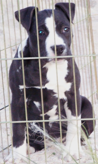 DDDawgs Daisy Cutter